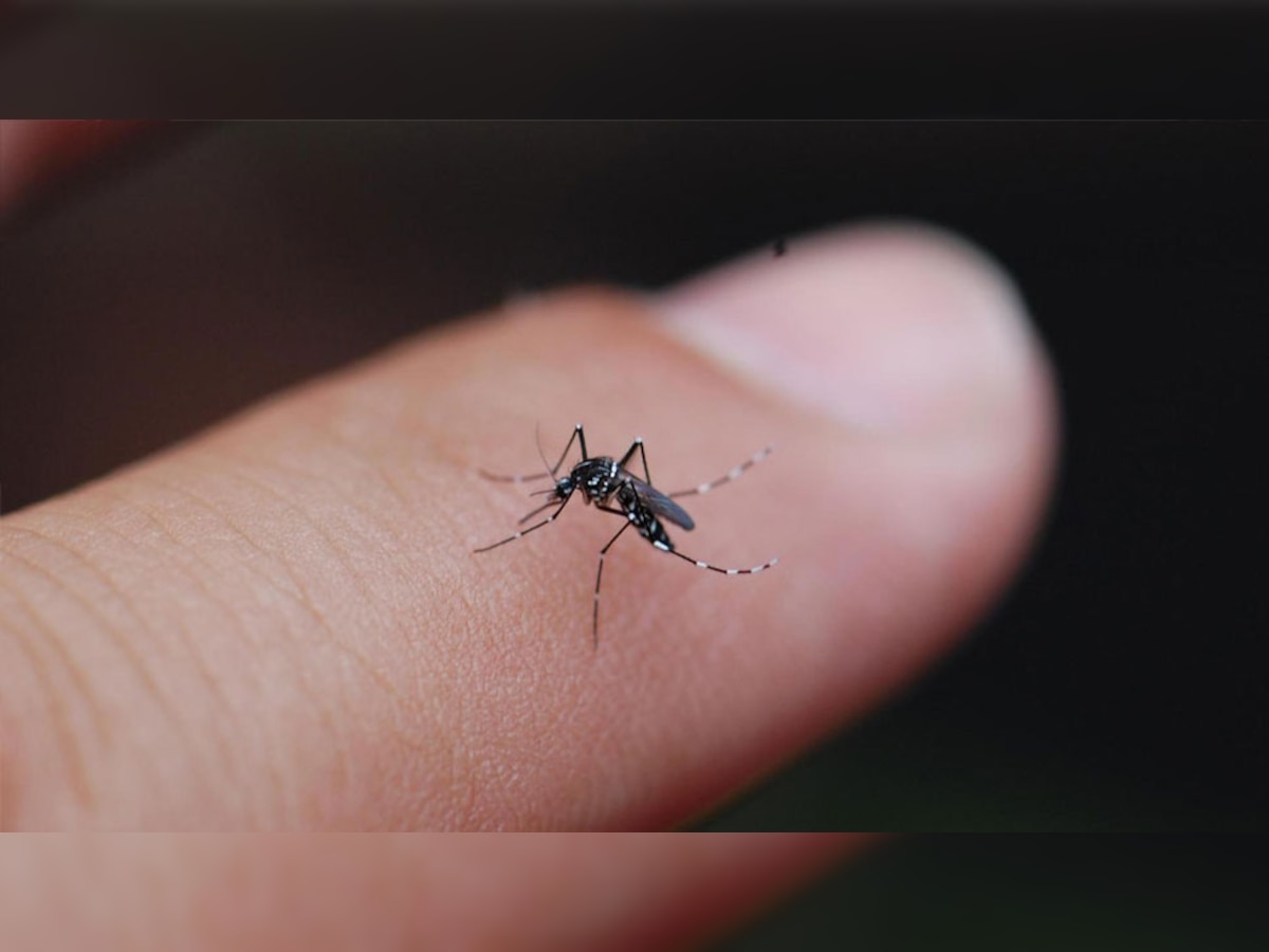 Mosquito diet: यहां हो रही मच्छरों की खातिरदारी, बनाया गया खास डाइट प्लान; क्या होगा फायदा?