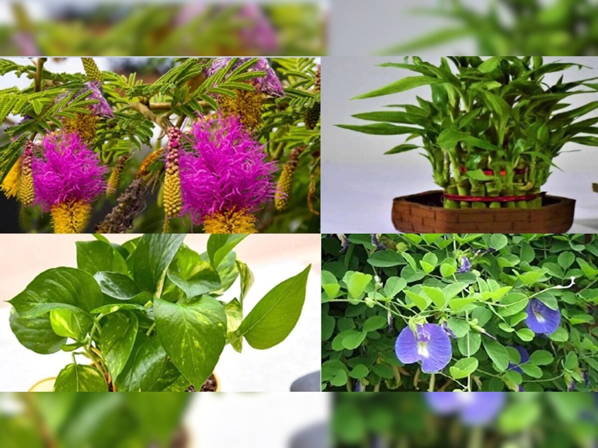 Vastu Tips: वास्तु के हिसाब से घर में लगाएं ये पौधे, कभी नहीं होगी धन की कमी