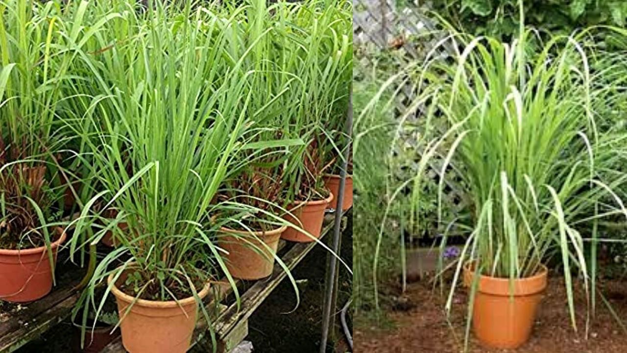 Citronella Plants dengue Lemon Grass usefull plants that works as room