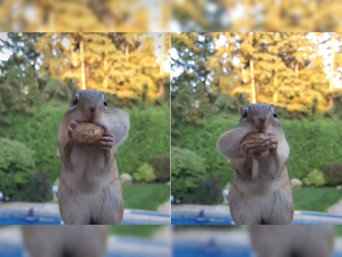 Cute Video: गिलहरी ने 'कच्चा बादाम' पर दिखाई अपनी क्यूटनेस, VIDEO देख हो जाएगा इससे प्यार