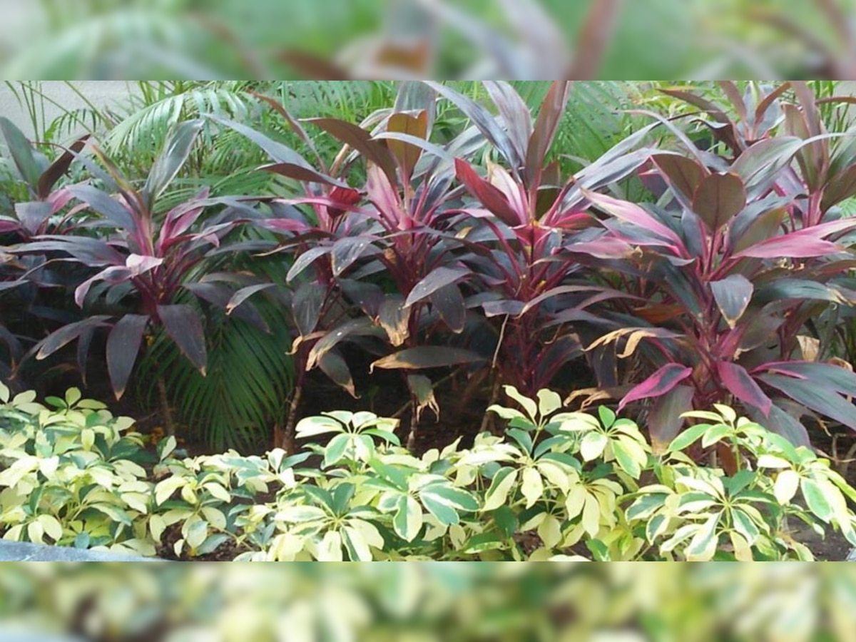 Vastu Tips for Plants: घर पर भूलकर भी न लगाएं ये 5 पौधे, परिवार में भर देते कंगाली और क्लेश