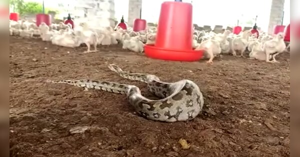 Python Injured during hunting chicks in Poultry Farm Stomach bloated ...