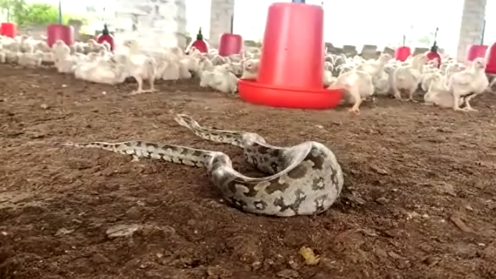 Python's Bloated Python Injured during hunting chicks in Poultry Farm Stomach bloated ...