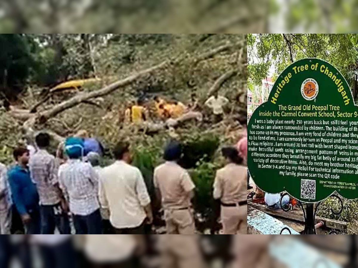 Chandigarh Tree News: लंच के लिए स्कूल ग्राउंड में निकले बच्चे, कहर बन गिरा 250 साल पुराना पेड़