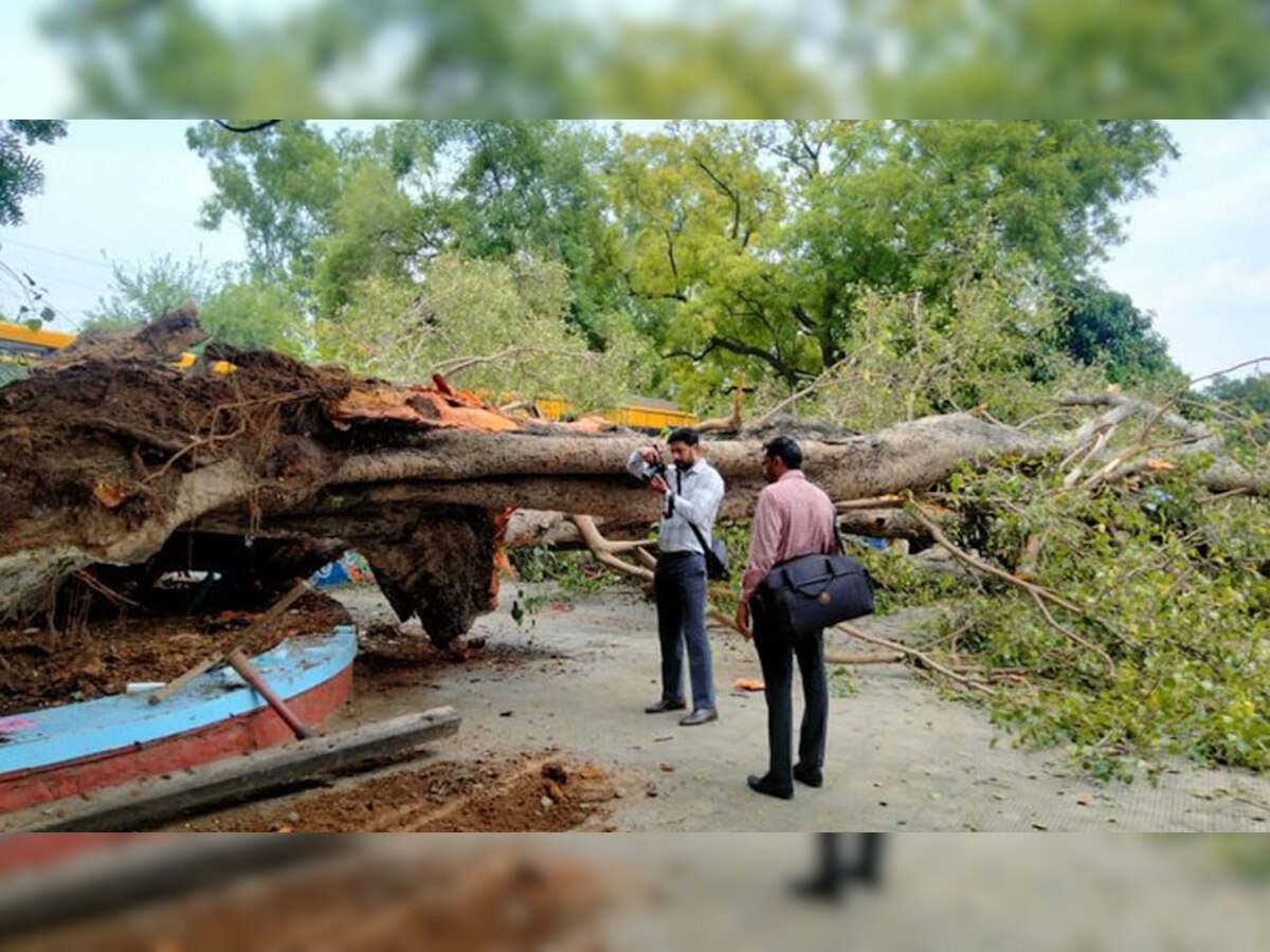 Chandigarh Tree: लंच के बाद स्कूल ग्राउंड में खेल रहे थे बच्चे, इसी बीच कहर बन गिर पड़ा 250 साल पुराना पेड़