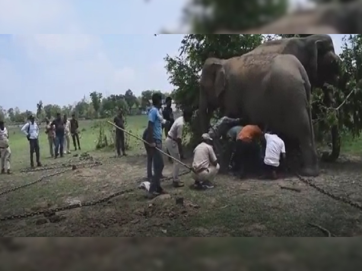 वन कर्मी व महावत के टीम की कड़ी मशक्त के बाद कैद किया गया हाथी रामबहादूर