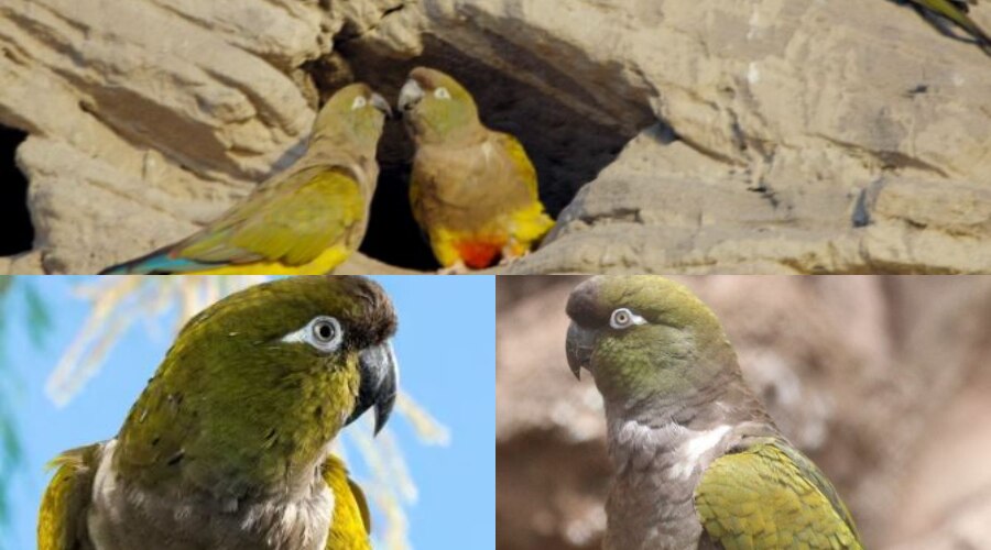 खतरे में तोतों की दुनिया की सबसे बड़ी कॉलोनी पेटागोनिया, 37,000 घोंसले में रहते लाखों पक्षी