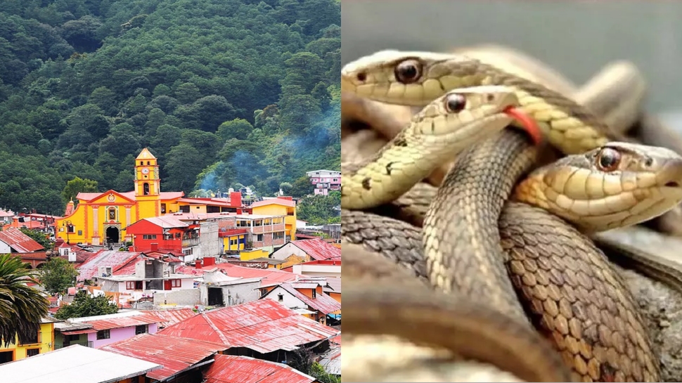 Snake Village humans and cobra live together in shetphal village maharashtra sanpon ka gaon sdmp | Snake Village: इस गांव में सांपों के साथ रहते हैं लोग, दाना-पानी के साथ करते हैं रहने का इंतजाम, जानिए क्या है वजह | Hindi News, Madhya Pradesh - MP