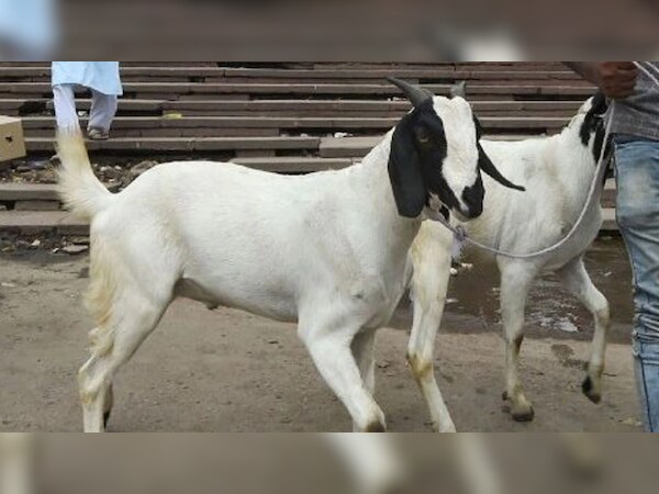 मुसलमान होते हुए भी पाकिस्तान में इस समुदाय पर कुर्बानी करने पर लगा है प्रतिबंध, अब दो गिरफ्तार