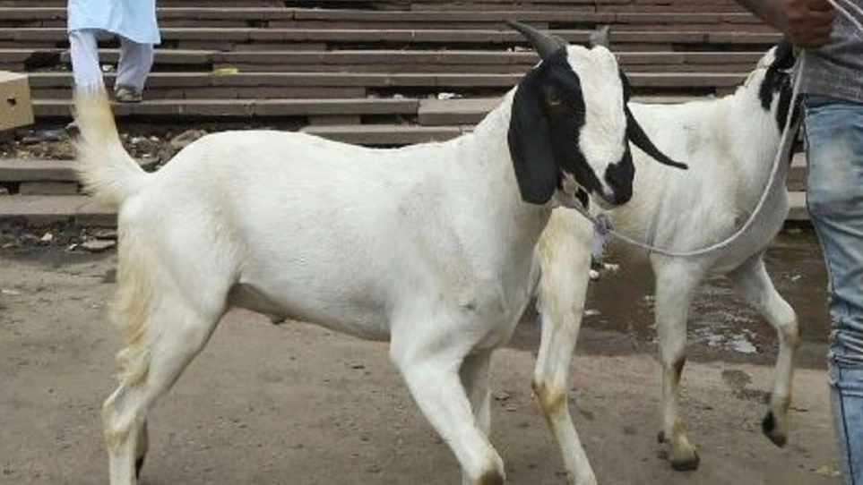 मुसलमान होते हुए भी पाकिस्तान में इस समुदाय पर कुर्बानी करने पर लगा है प्रतिबंध, अब दो गिरफ्तार मुसलमान होते हुए भी पाकिस्तान में इस समुदाय पर कुर्बानी करने पर लगा है प्रतिबंध, अब दो गिरफ्तार