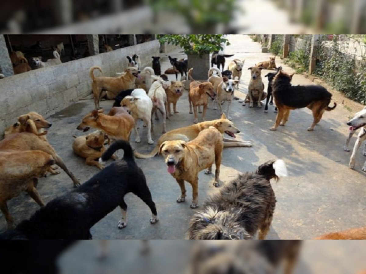 Bengaluru Street Dog Ban: इस शहर में 'आवारा आतंक' पर लगी लगाम, स्‍ट्रीट डॉग्‍स को लेकर सरकार ने उठाया ये बड़ा कदम