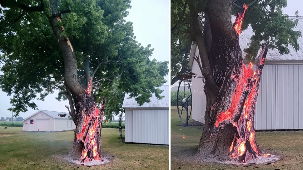 The burning tree from inside surprised people, know what is the truth behind this picture अंदर