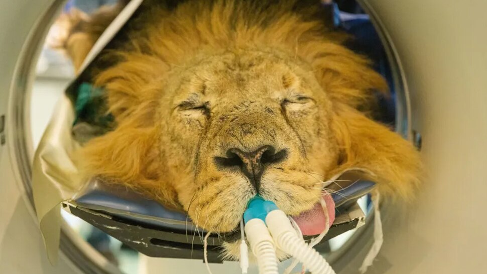 Lion Ct Scan Photos Viral London Zee Lion Health Pictures Surprised ...