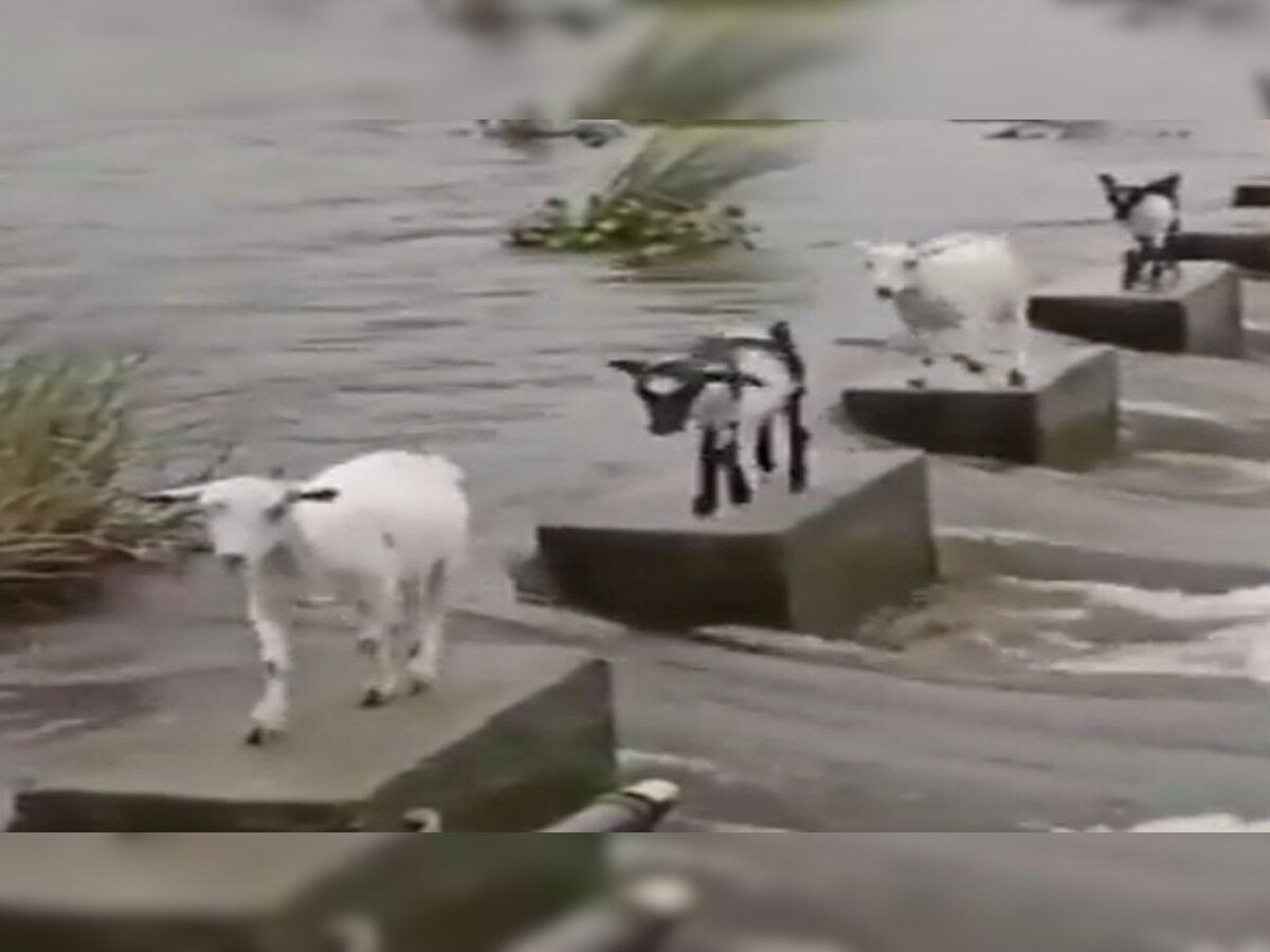 Trending: बहते पानी के बीचों-बीच कूद गईं बकरियां, जान बचाने के लिए किया कुछ ऐसा; Video देखकर मिलेगा सबक