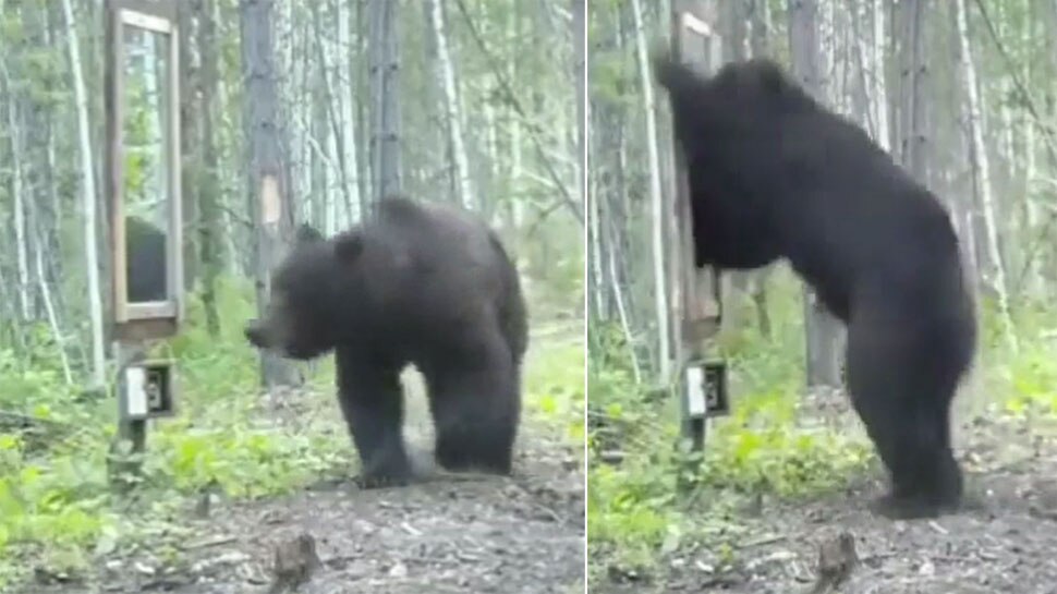 viral video of bear reaction seeing himself in mirror users laugh out