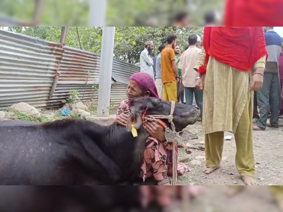 गाय की मौत पर विलाप करती मुस्लिम महिला