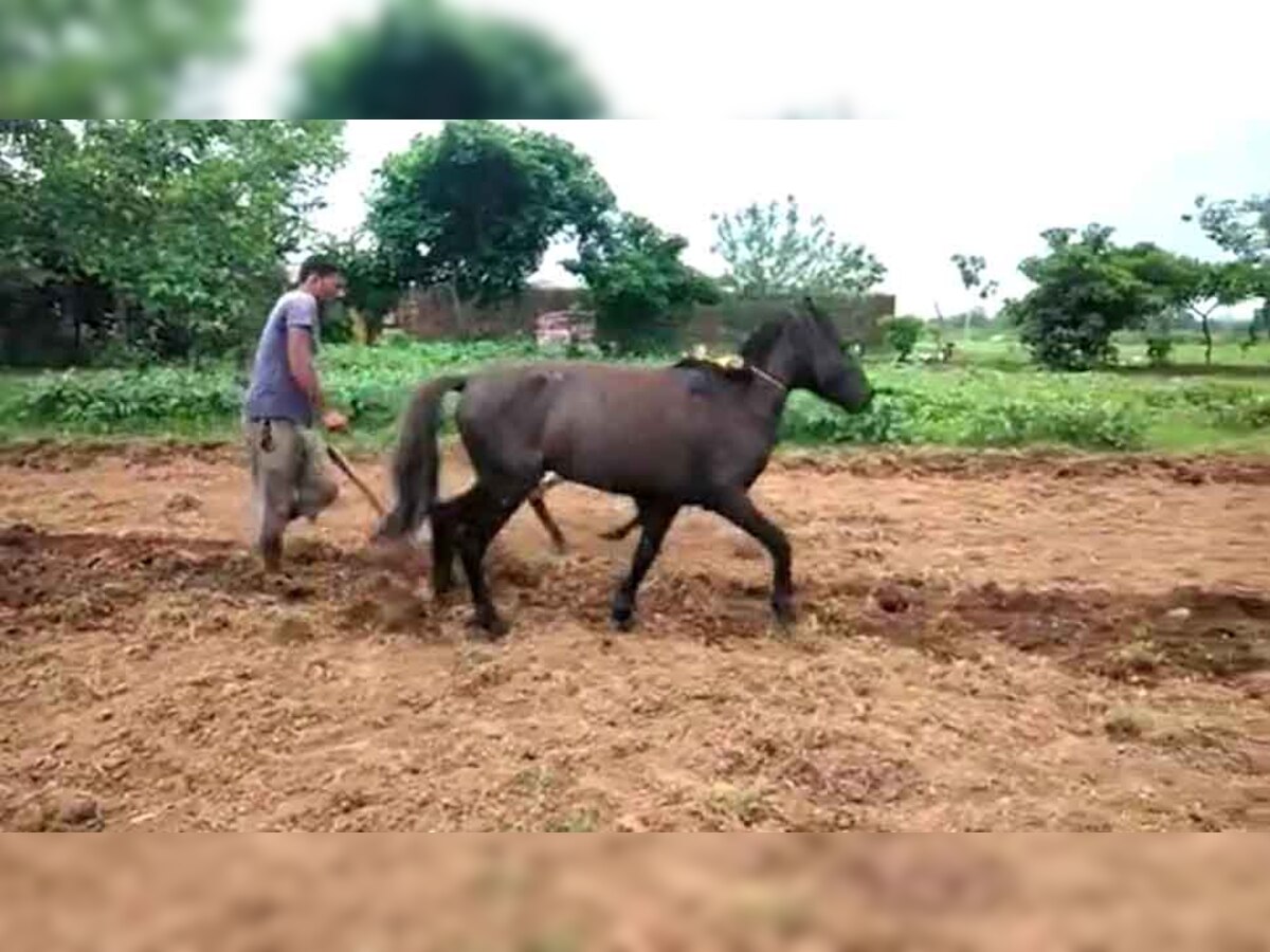 खेत में बैल के साथ नजर आया घोड़ा, अपने गरीब मालिक का ऐसे दिया साथ