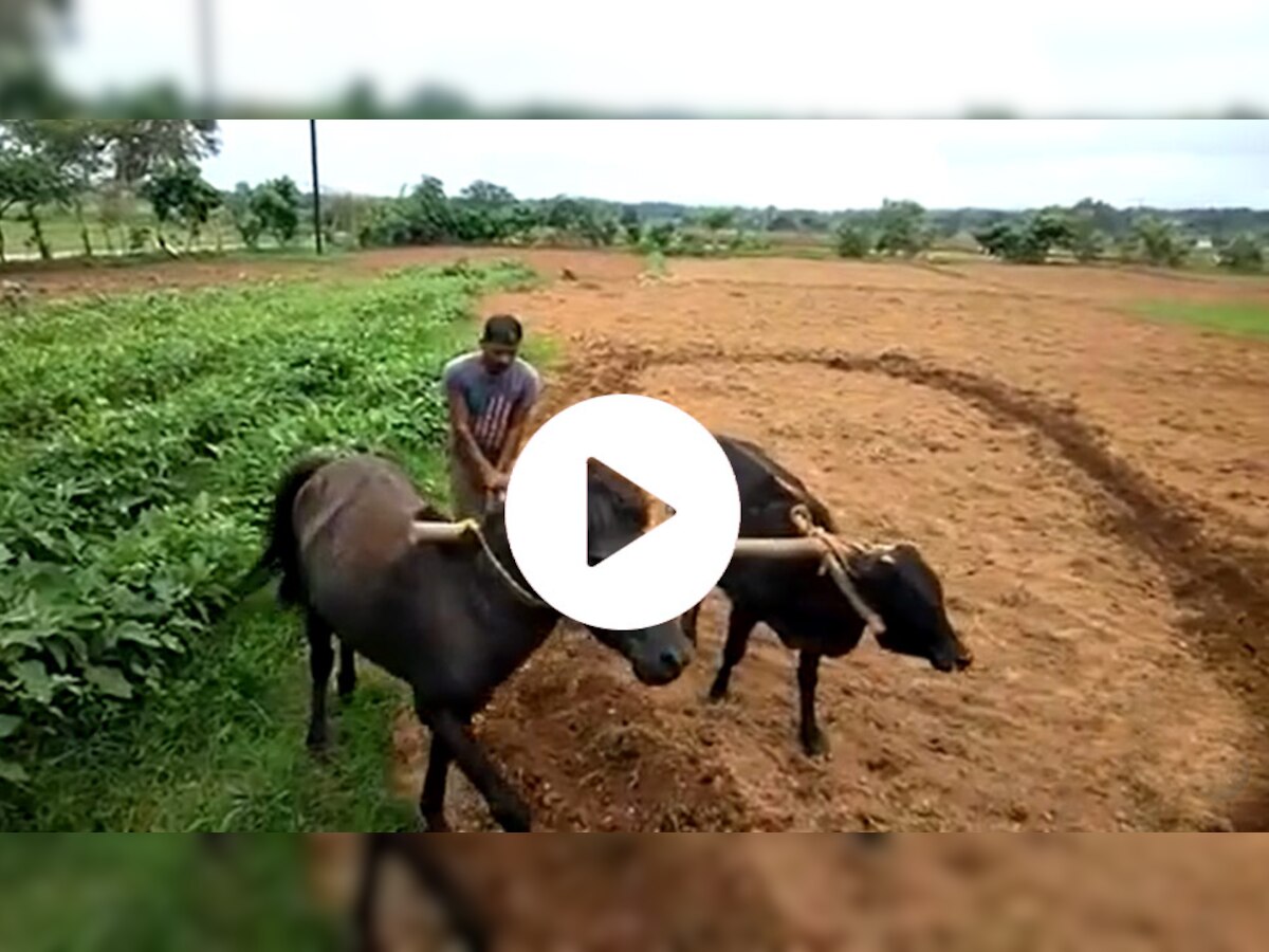 Desi Jugaad: नहीं मिला बैल तो किसान ने लगाया धांसू जुगाड़, घोड़े से कुछ यूं जुतवाया खेत! देखें शानदार Video
