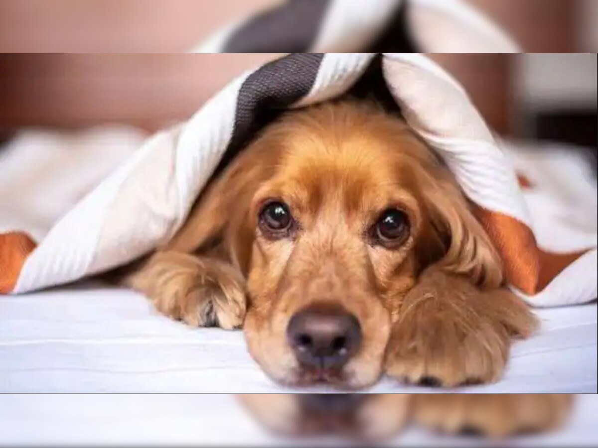 Pitbull Dog Attack: लखनऊ में पालतू कुत्ते ने ही अपनी मालकिन को मौत के घाट उतार दिया, जानें पूरा मामला