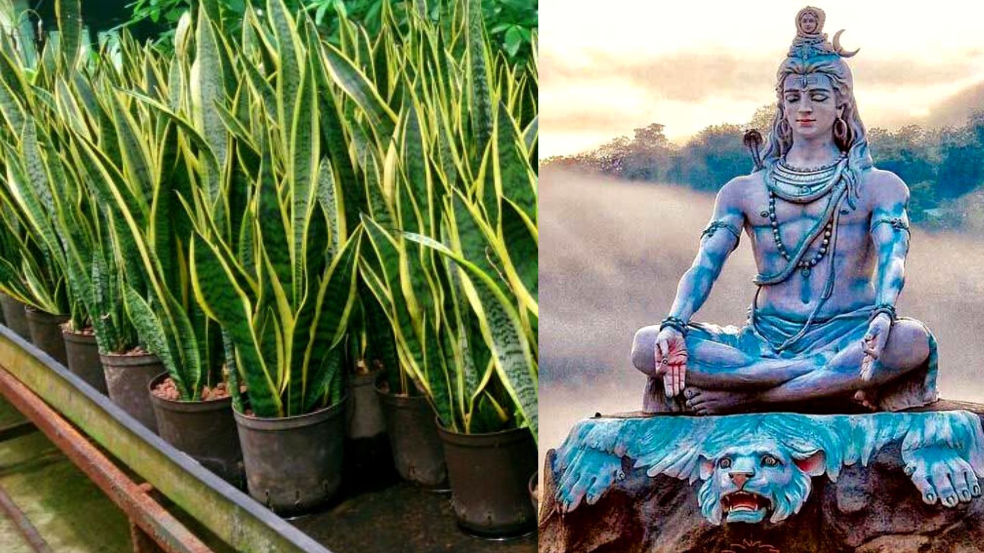 Snake Plant Benefits Vastu tips for home savan somvar vrat snake plant