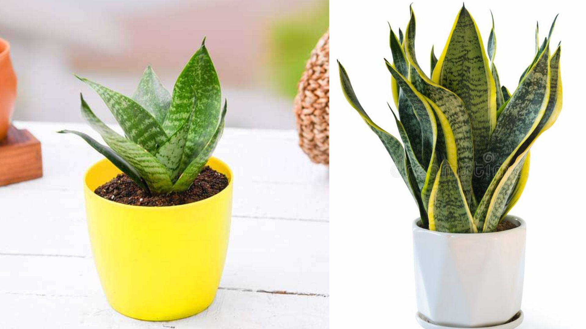 Snake Plant Benefits Vastu tips for home savan somvar vrat snake plant