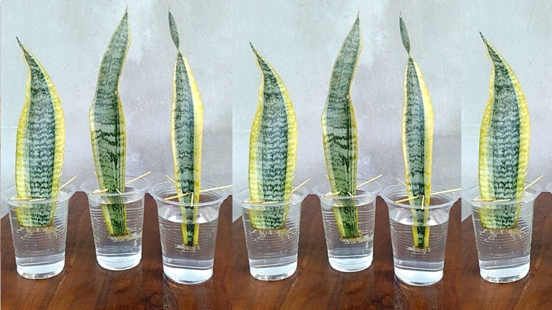 Snake Plant Benefits Vastu tips for home savan somvar vrat snake plant