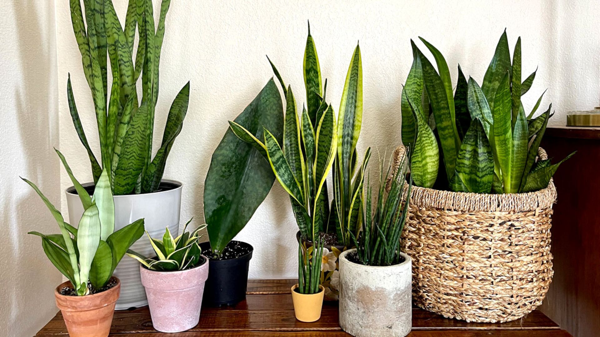 Snake Plant Benefits Vastu tips for home savan somvar vrat snake plant