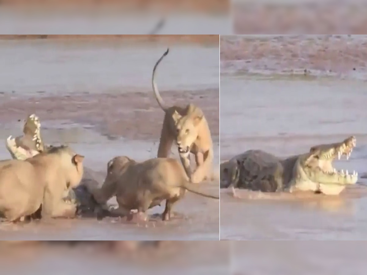 Viral Video: शेरों ने मिलकर मगरमच्छ को घेरा, लेकिन ये अकेला पड़ गया सब पर भारी; देखें वीडियो