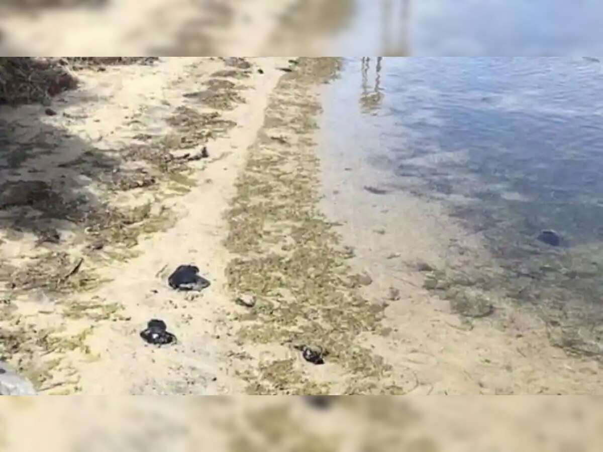 Australian Beach: समुद्री तट पर दिखा ये डरावना जानवर, लोगों ने देखकर कहा- OMG क्या बला है ये!