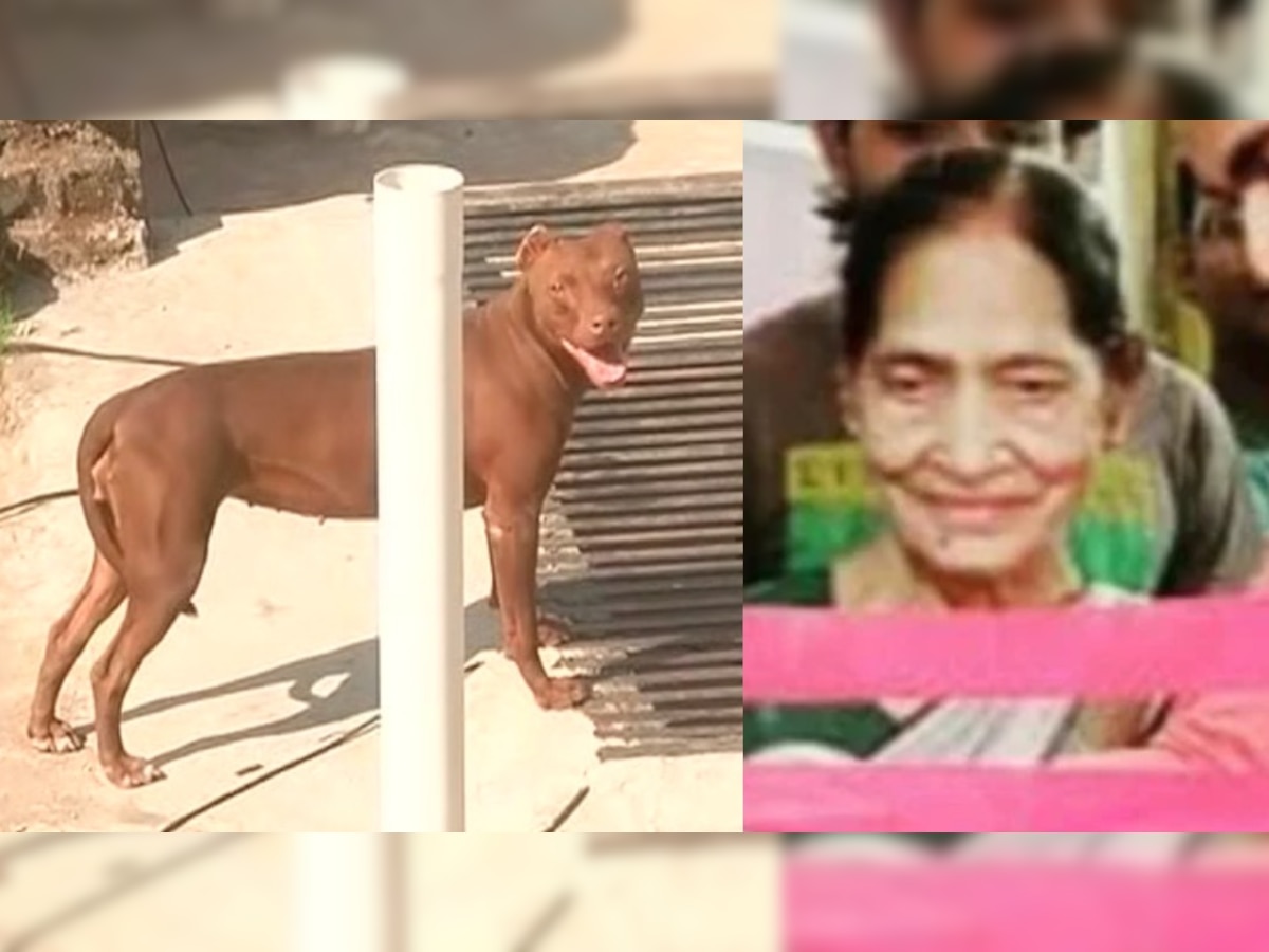 Pitbull Attack: मां पर हमलावर थी ब्राउनी, देखकर भी बचा न सके पड़ोसी, बेटे के आने पर छुप गई पिटबुल