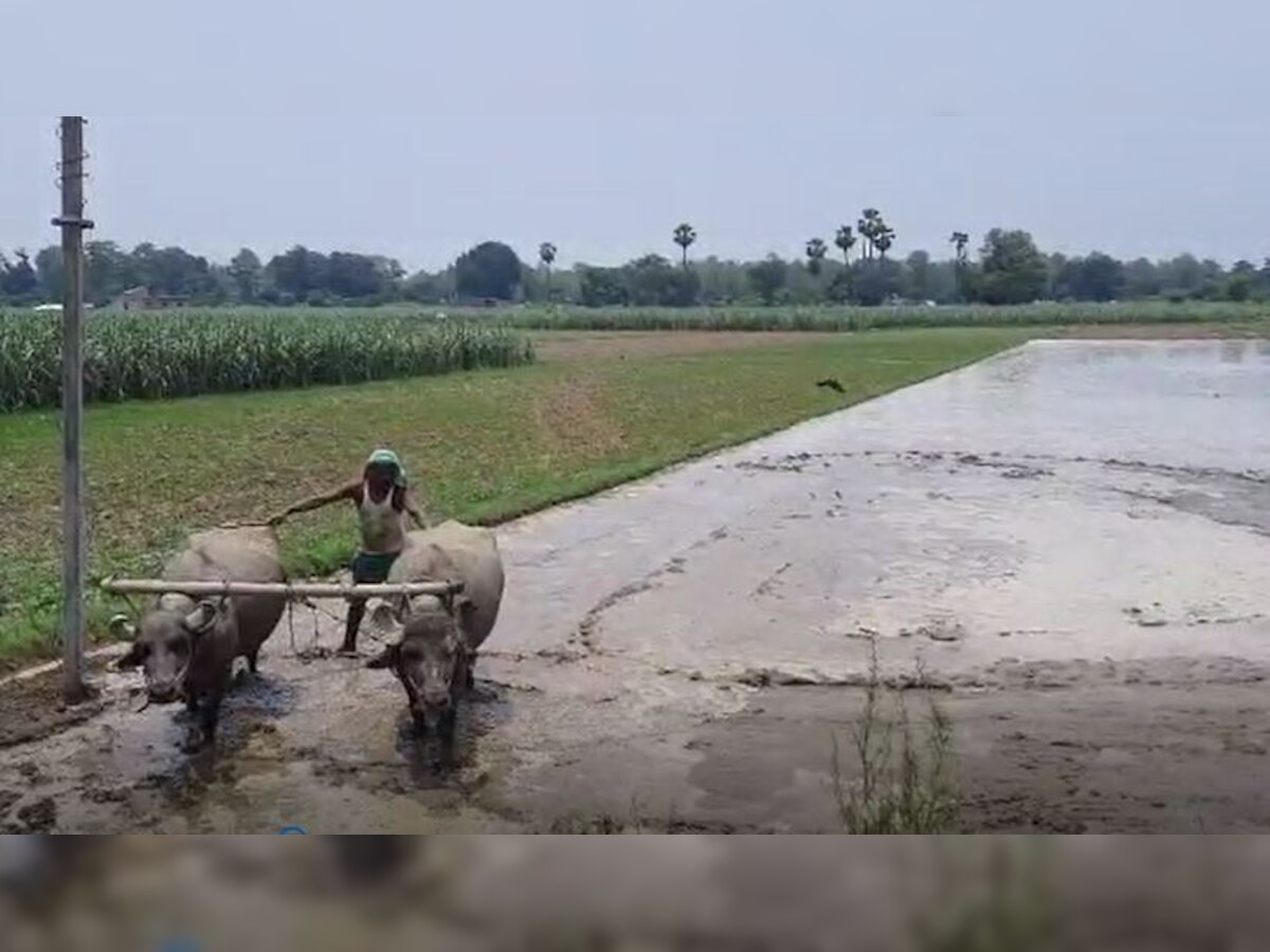 पश्चिमी चंपारण के किसान सूखे से परेशान, कृषि वैज्ञानिक दे रहे इस मशीन से खेती की सलाह