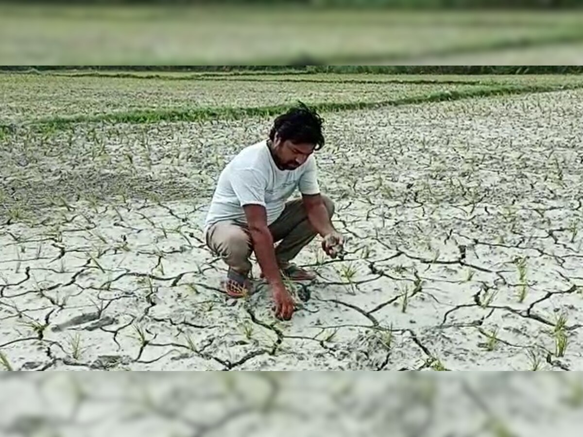 गोपालगंज में बारिश कम होने के कारण 50 फीसदी हुई धान की बुआई