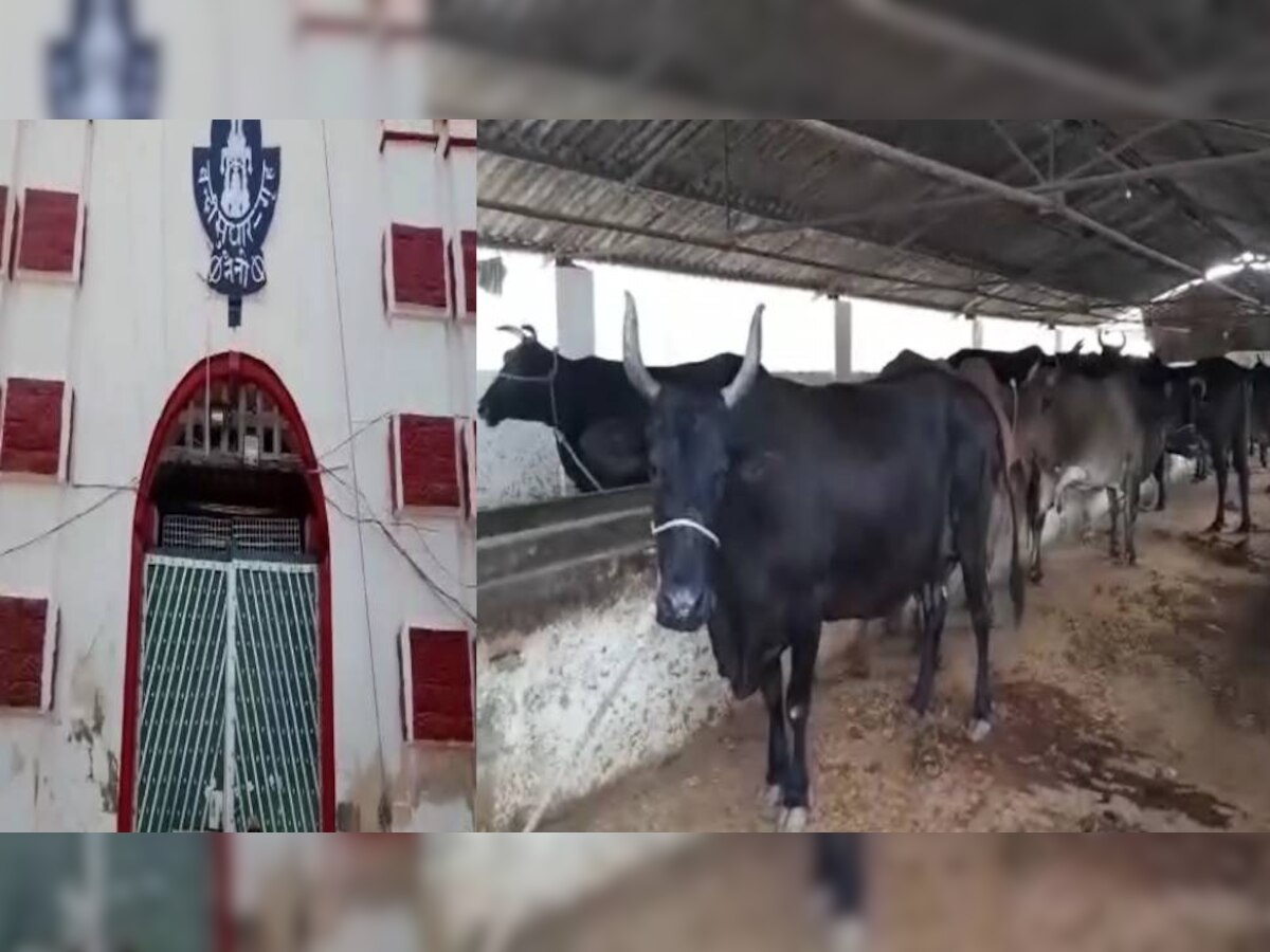 यूपी की इस जेल के कैदी बने गोपालक, जानिए कैसे करते हैं 163 गायों की सेवा 