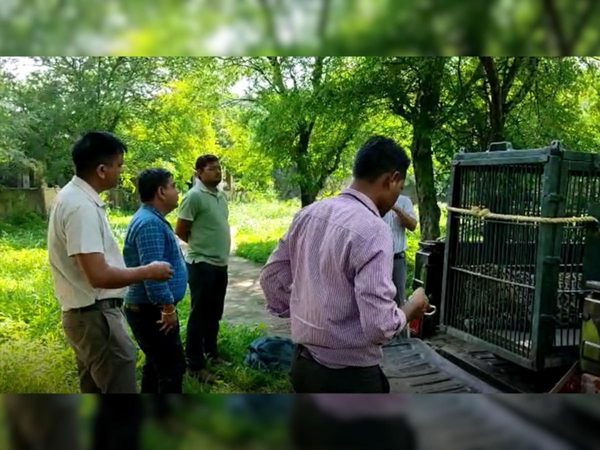Jaipur: नाहरगढ़ बायोलॉजिकल पार्क में सुबह लेपर्ड की मौत, वन विभाग पर उठे सवाल