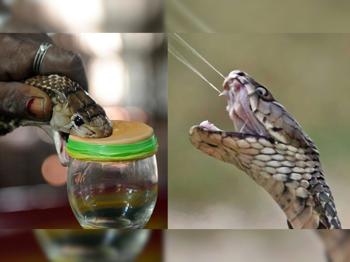 Snake Venom Benefits: सांप का जहर इंसानों के लिए है फायदेमंद, इन बीमारियों में बचाएगा जान