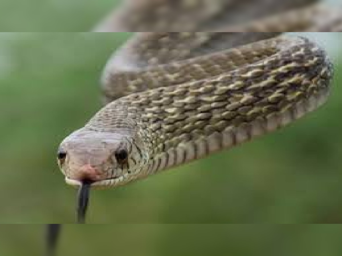  World Snake Day: ये हैं दुनिया के सबसे जहरीले सांप, लिस्ट में किंग कोबरा का नाम भी नहीं