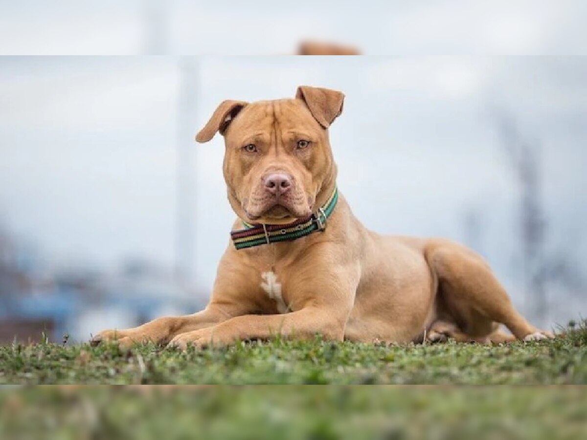 Pitbull Attack: सर्वे के बाद ही बनेगा विदेशी नस्ल के कुत्तों का लाइसेंस, जानें पिटबुल हादसे के बाद कहां बदले नियम