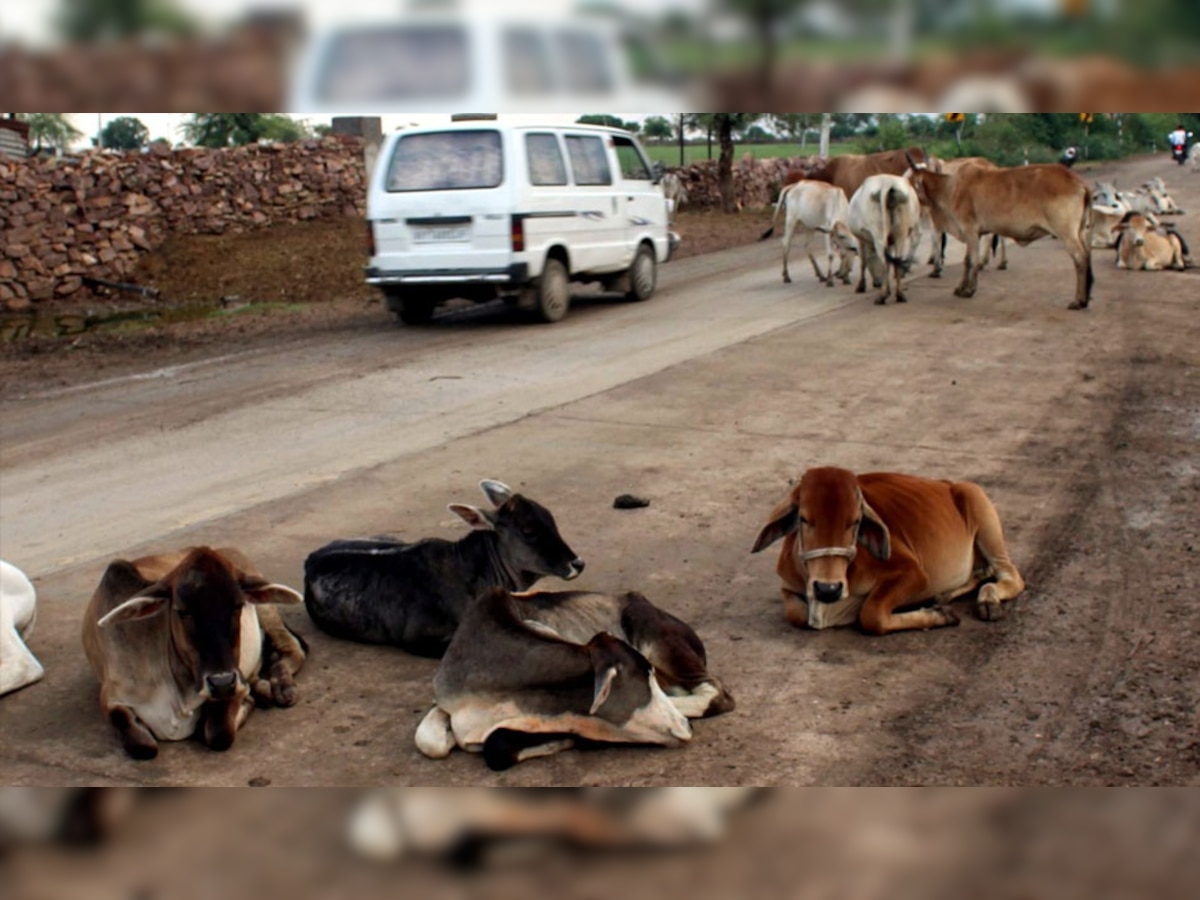 सांगोद में सड़कों पर आवारा जानवरों का लगा जमावड़ा, लोग परेशान 