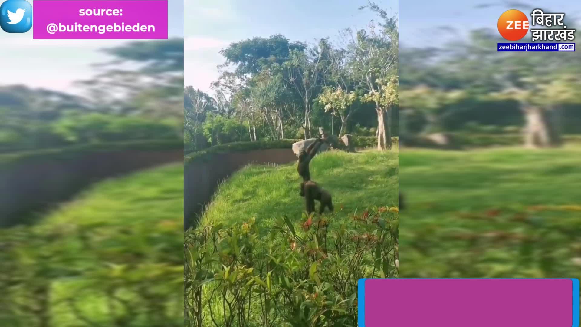 Chimpanzee showing exercise watch video | एक्सरसाइज करता दिखा चिंपैंजी ...