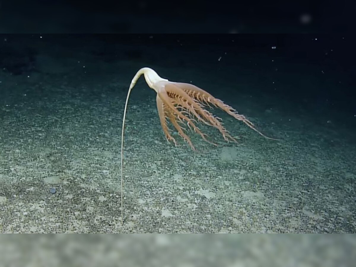 Rare Animal: कभी नहीं देखा होगा ऐसा अनोखा जानवर, Pacific Ocean में दिखी पहली झलक