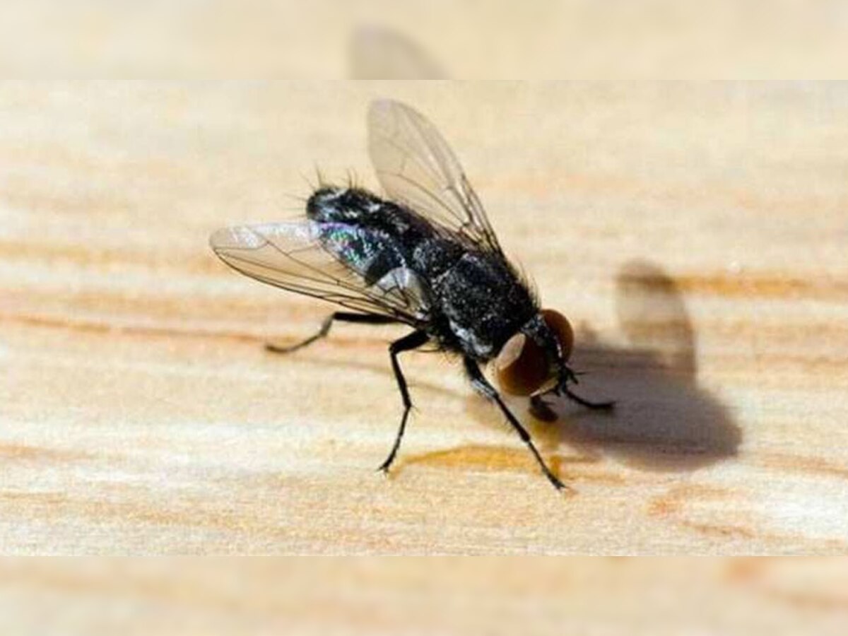 अधिकारी नैरोबी मक्खी से खुद को बचाने के लिए लोगों में जागरूकता पैदा कर रहे हैं.
