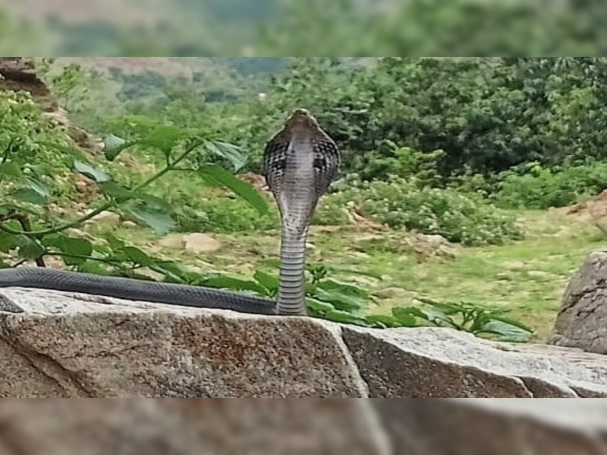 श्रावण मास के पहले सोमवार पर नागदेवता ने दिए दर्शन, लोगों ने लगाए महादेव के जयकारे