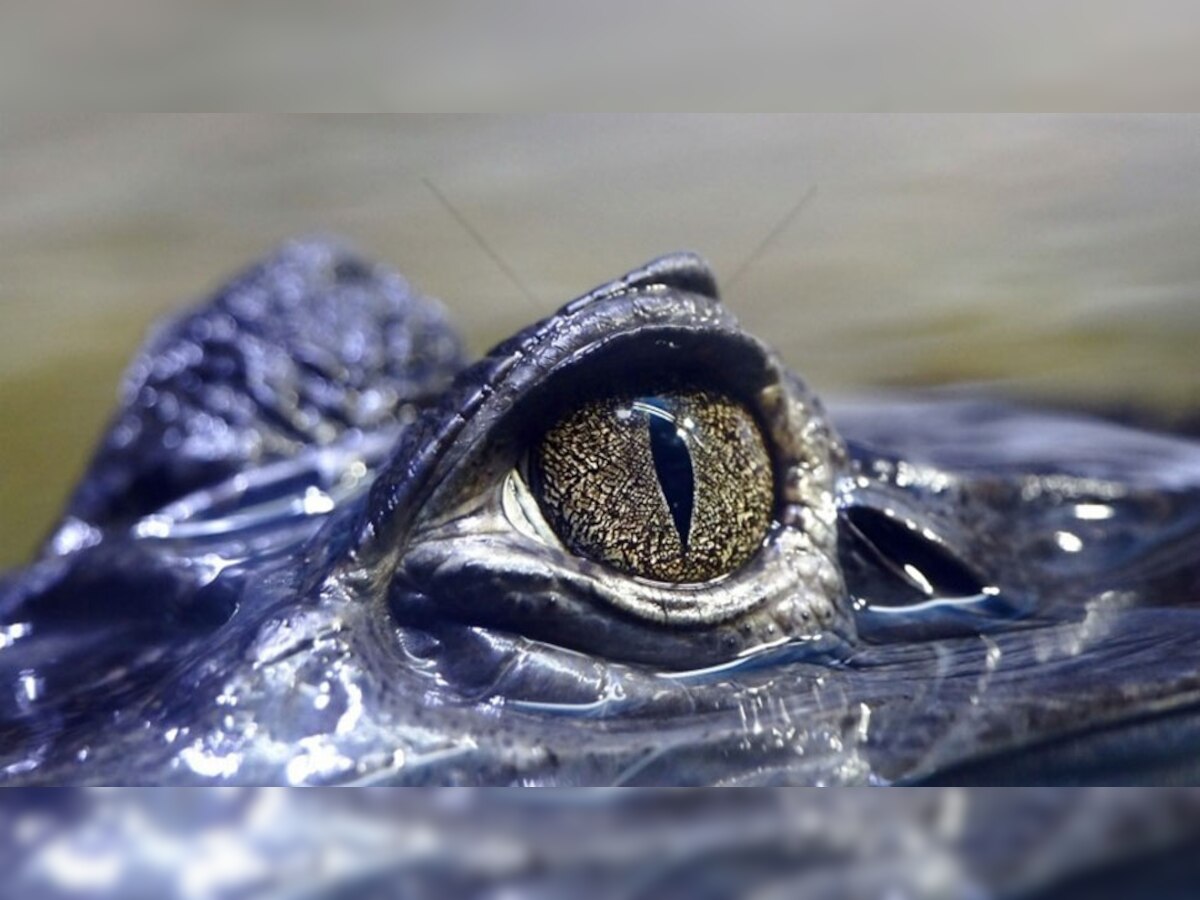 Crocodile Tears: क्या होते हैं 'मगरमच्छ के आंसू'? जानिए कहां से आई है ये कहावत, बेहद रोचक है रिसर्च