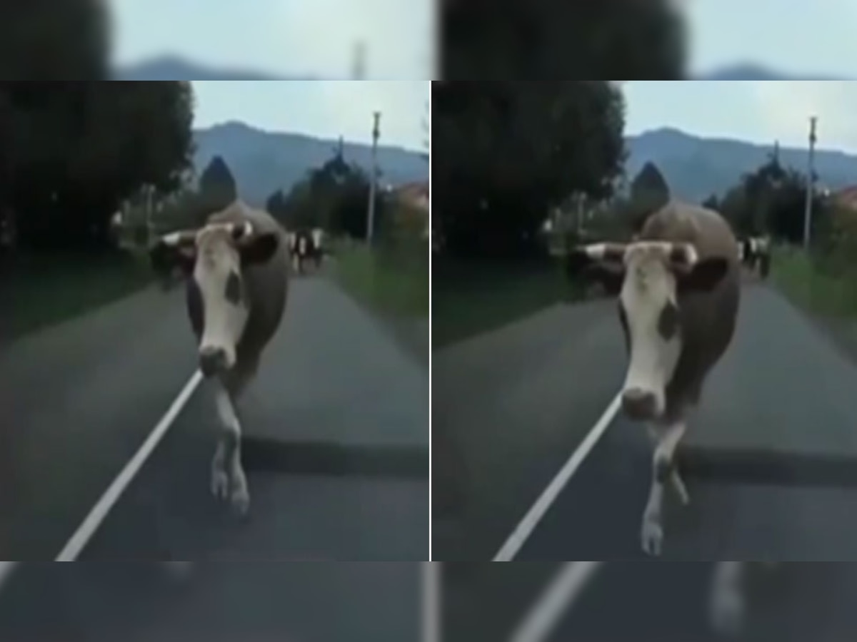 Trending Video: नहीं देखी होगी गाय की ऐसी रैंप वॉक, यूजर्स बोले कहीं पिछले जन्म में मॉडल तो नहीं थी!