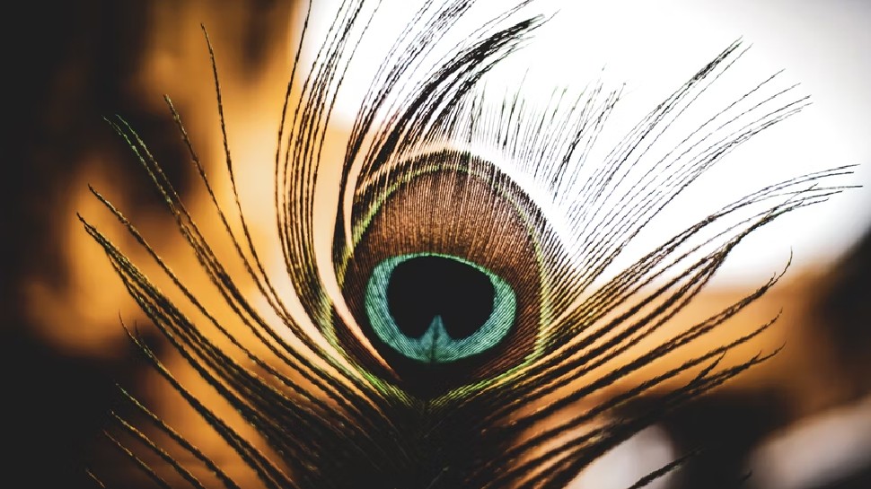 Vastu Shastra Tips for Mor Pankh Peacock Feathers for Grah Dosh ...