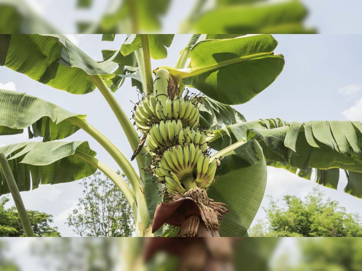 Rules for planting Banana Tree: केले के पेड़ के पास लगा लें ये पौधा, फिर देखें कमाल; बेड़ा पार लगा देंगे भगवान विष्णु और माता लक्ष्मी  