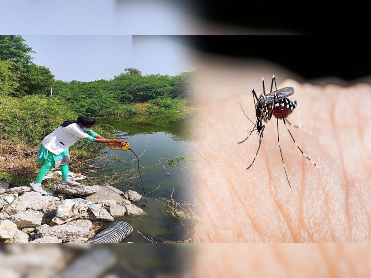  Ratangarh: मच्छरों के डंक पर लगेगा अंकुश, चिकित्सा विभाग चलाएगा डेंगू रोधी अभियान