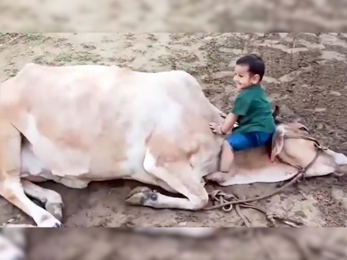 कभी गर्दन पर चढ़ जाता तो कभी गोद में लेट जाता, गाय संग खेलते हुए नन्हे बच्चे का Video हुआ वायरल