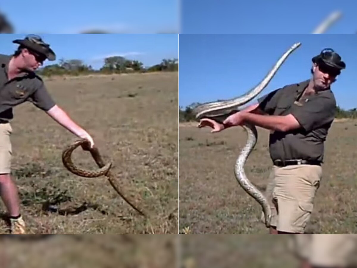 King Cobra: किंग कोबरा से पंगा लेना पड़ गया महंगा, किसी भी सांप के नाम से थर-थर कांपेगा शख्स, देखें VIDEO
