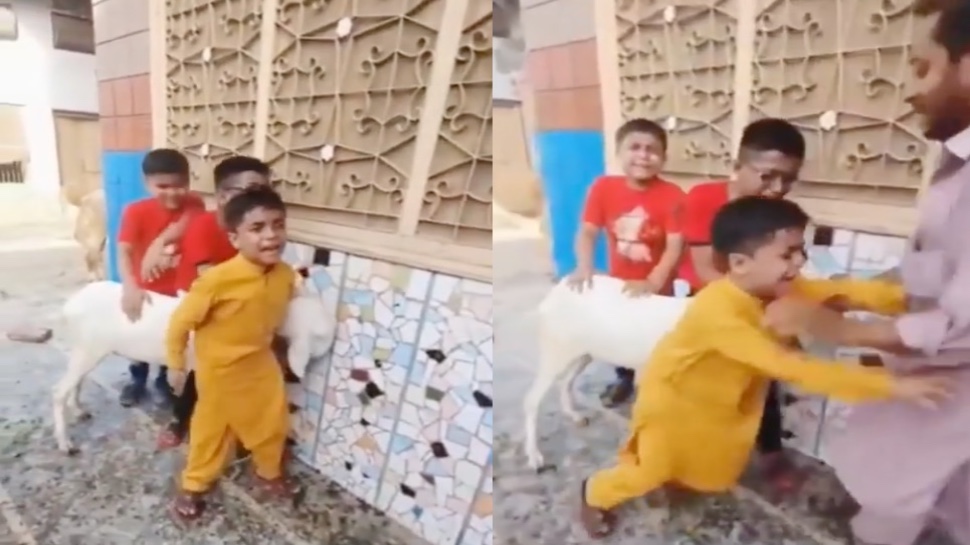 Viral Video of goat and small kid cry when people taking goat for bali | Emotional Video: बकरे को काटने के लिए ले जा रहे थे घरवाले, तीन बच्चों ने रोक लिया